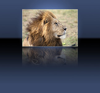非洲狮子PantheraLeo图片