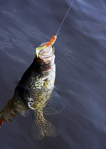 鱼在淡水湖中张开嘴被唇钩住图片