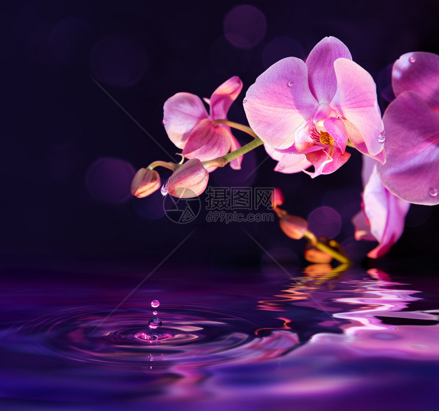 紫兰花和水滴图片