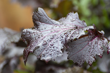 一些美丽的紫色佩里拉植物叶子的近照在一阵小雨后水滴中沾满了图片
