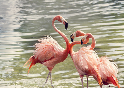 时水中的粉红色火烈鸟图片