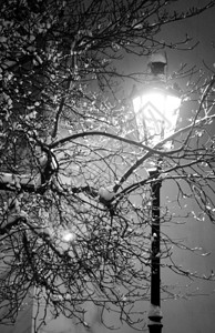 孤独的路灯和白雪覆盖的树图片
