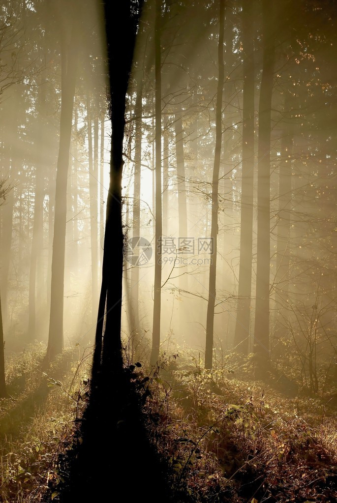 秋天的森林被雾气包围被初升的太阳照亮图片