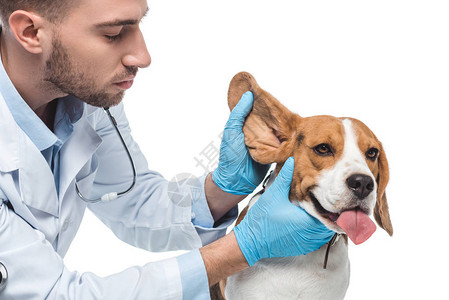 年轻兽医检查耳朵在白种图片