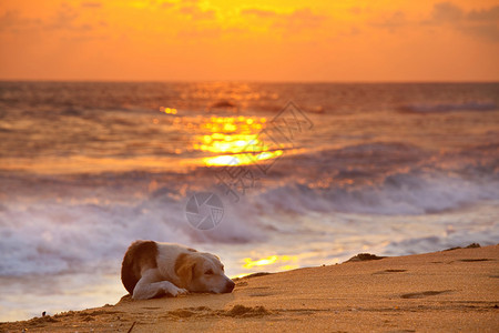 夕阳下沙滩上的狗图片