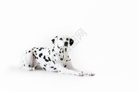 一只可爱的达马特犬独图片