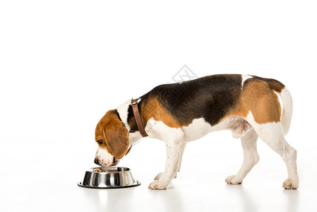 小猎犬吃狗粮的侧面图被白色隔离背景图片