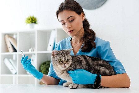爱心的兽医把注射器放在小猫苏图片