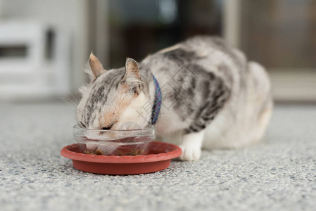 猫吃家猫吃食物的特写镜头图片