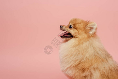 可爱的小波美拉尼亚斯皮茨狗被粉红色隔离图片