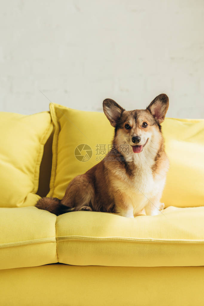 坐在黄色沙发上坐着的热闹的皮姆布罗克welsh图片