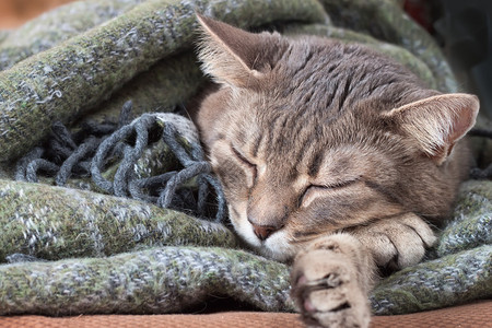 肖像家庭虎斑灰猫躺在毯子里图片