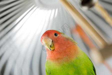 罗西面对爱鸟关在笼子里好奇地看着镜头下方头图片