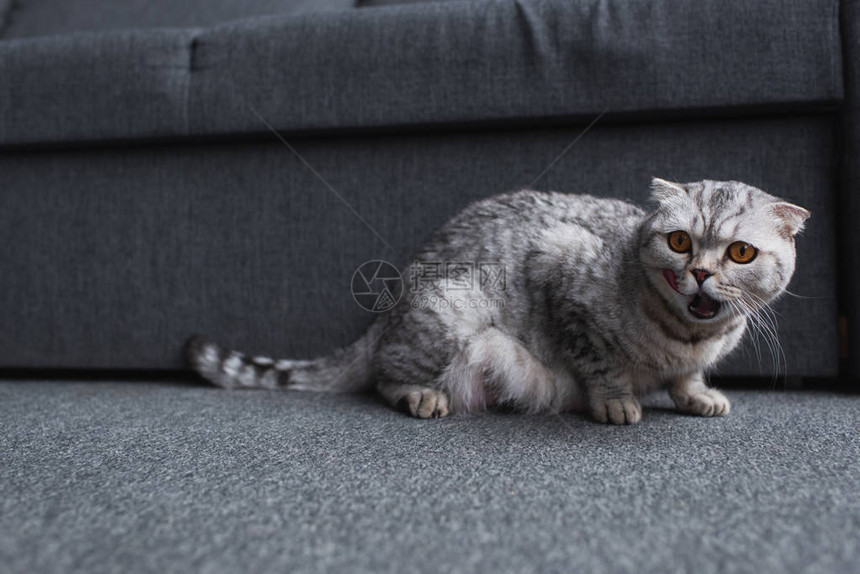 坐在沙发旁边的苏格兰式折叠猫图片