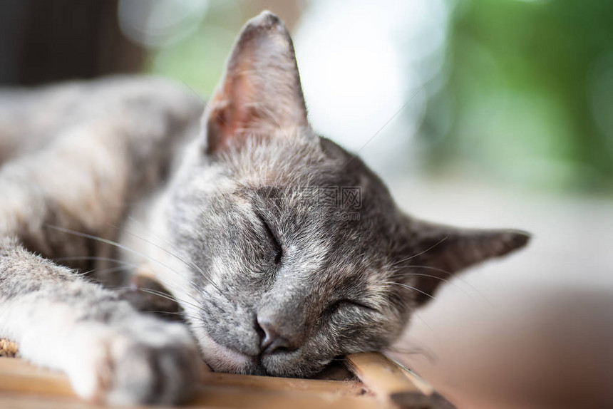 可爱的灰猫睡在垫子上在家养宠物图片