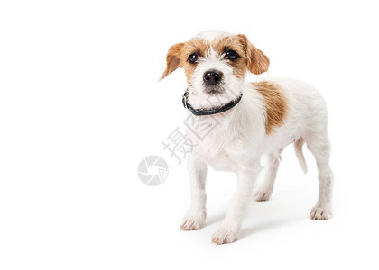 可爱的棕褐色和白色杰克罗素梗杂交小狗站着图片
