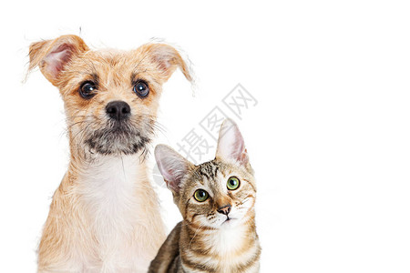 小狗和小猫在一起表情可爱图片