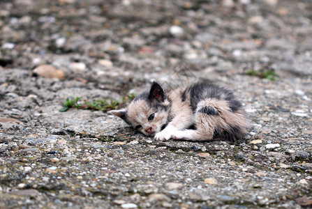 躺在地上的被遗弃的小猫图片