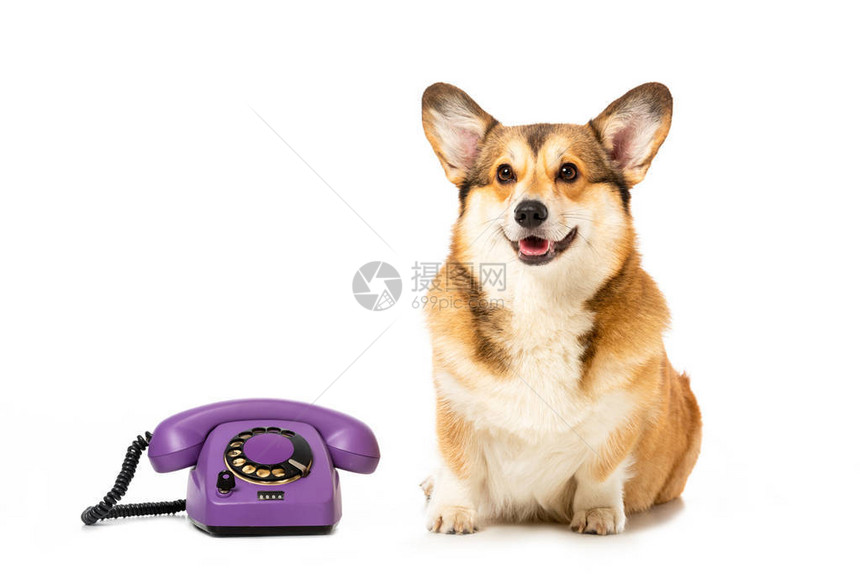 威尔士柯基犬彭布罗克坐在电话旁与图片