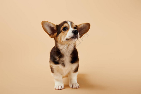 在米色背景的蓬松威尔士柯基犬小狗图片
