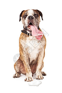 有趣的口渴狗舌头伸出来口水滴进水坑里图片