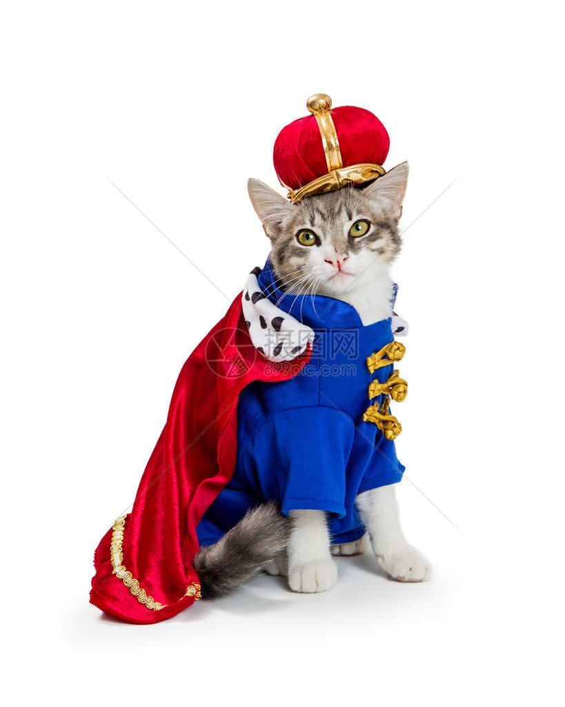 穿着皇家国王万圣节装扮的滑稽猫咪在白色图片