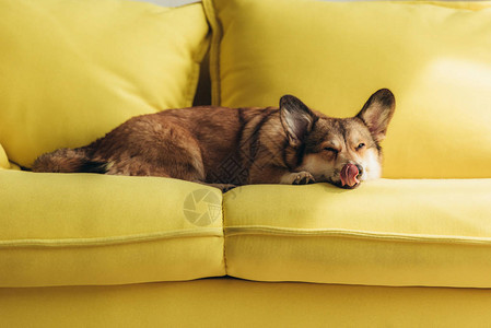 有趣的威尔士柯基犬在黄色沙发上舔鼻子图片
