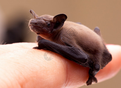 可爱的小蝙蝠高清图片