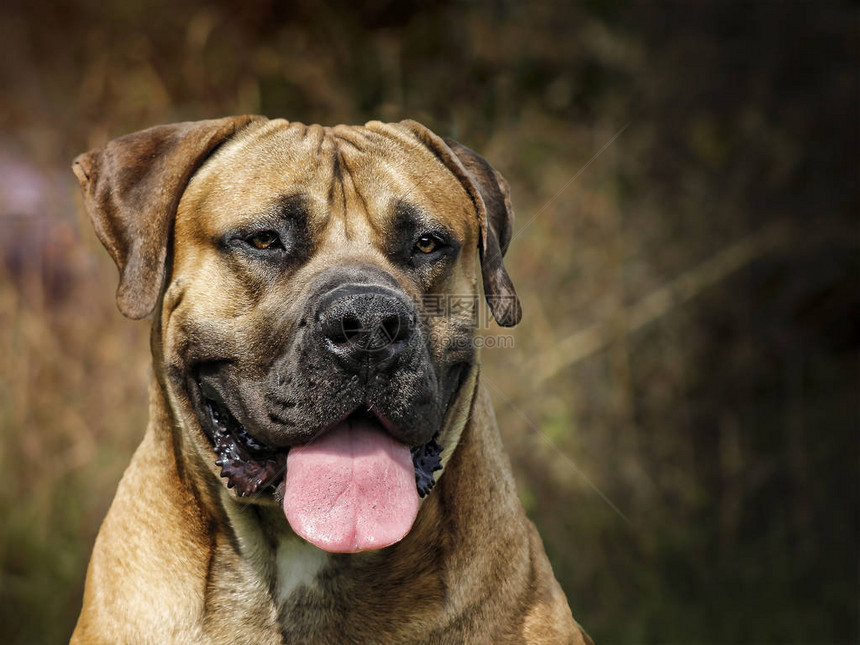 Boerboel头像肖图片