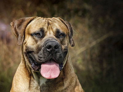 Boerboel头像肖图片