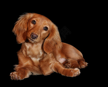 长海达尚Longhairdach图片