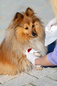 一个人在一只设得兰群岛牧羊犬流血的爪子上缠绷带图片