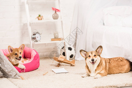 在软宠物屋和家里的毛地毯上休息的滑稽的皮布罗克welsh背景图片
