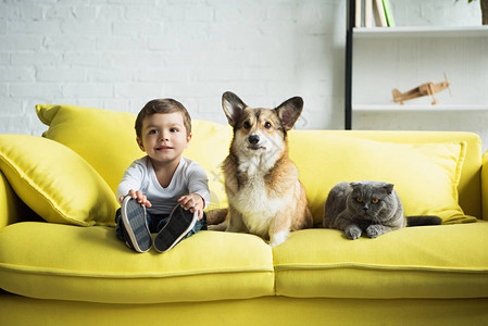 男孩坐在黄色沙发上与WelshCorgi狗和图片