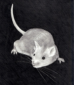 一只小老鼠的石墨铅笔画图片