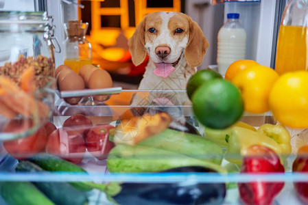 狗从冰箱里偷食物照片取背景图片
