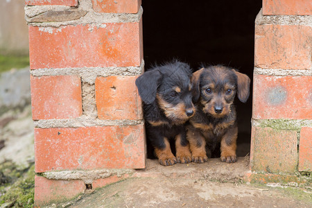 在家门口关上Dachshu图片