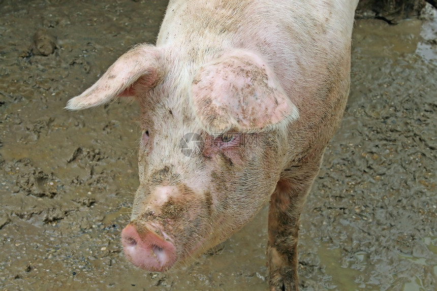 猪圈里有泥土的粉红猪图片