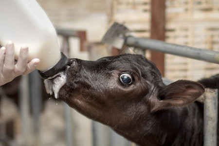 小奶牛从农场的奶瓶喂养图片