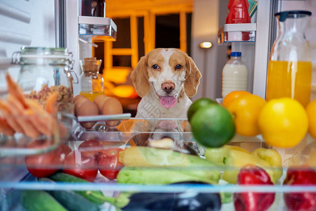 狗从冰箱里偷食物照片取图片