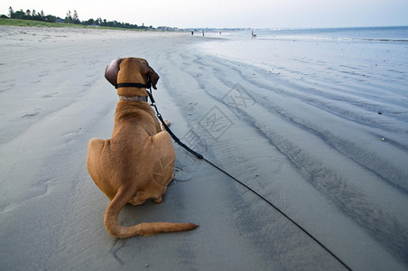 北美洲海滩上的狗图片