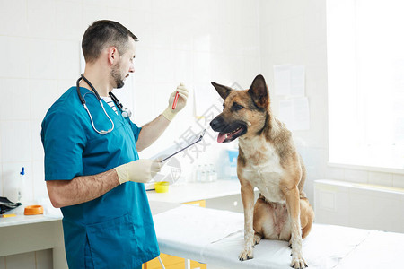 年轻穿制服的兽医在任命期间用狗血高清图片