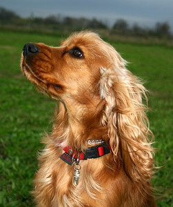 小狗纯种英国可卡犬可爱的猎犬图片