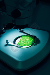 现代农用实验室显微镜下绿色叶图片