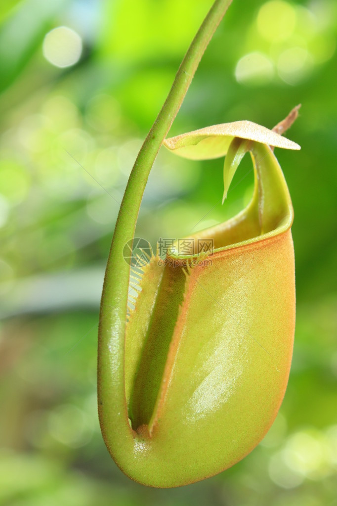 热带食虫植物Nepent图片