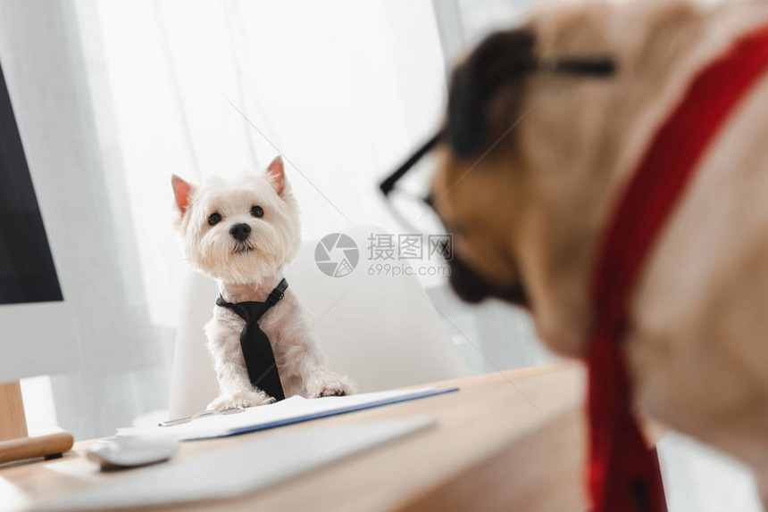 双头领的两只商业狗在办公室里互相看对方图片