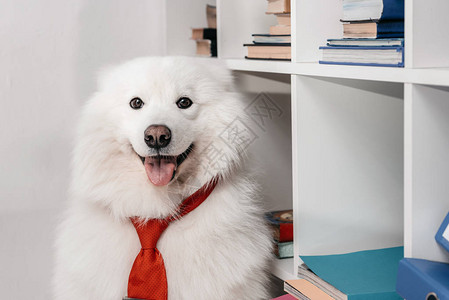 穿着领的可爱毛皮小狗在坐书架图片