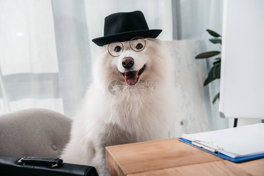 戴着帽子和眼镜的时髦商业狗看着办图片