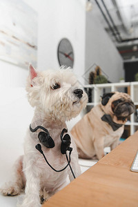 两只有耳机的有趣的商业狗坐在工作场所图片