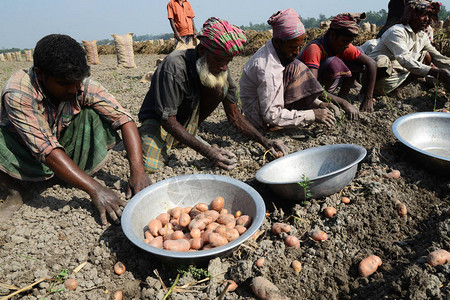 劳力孟加拉国农业工人从孟加拉国达卡附近Munshiganj的田地背景